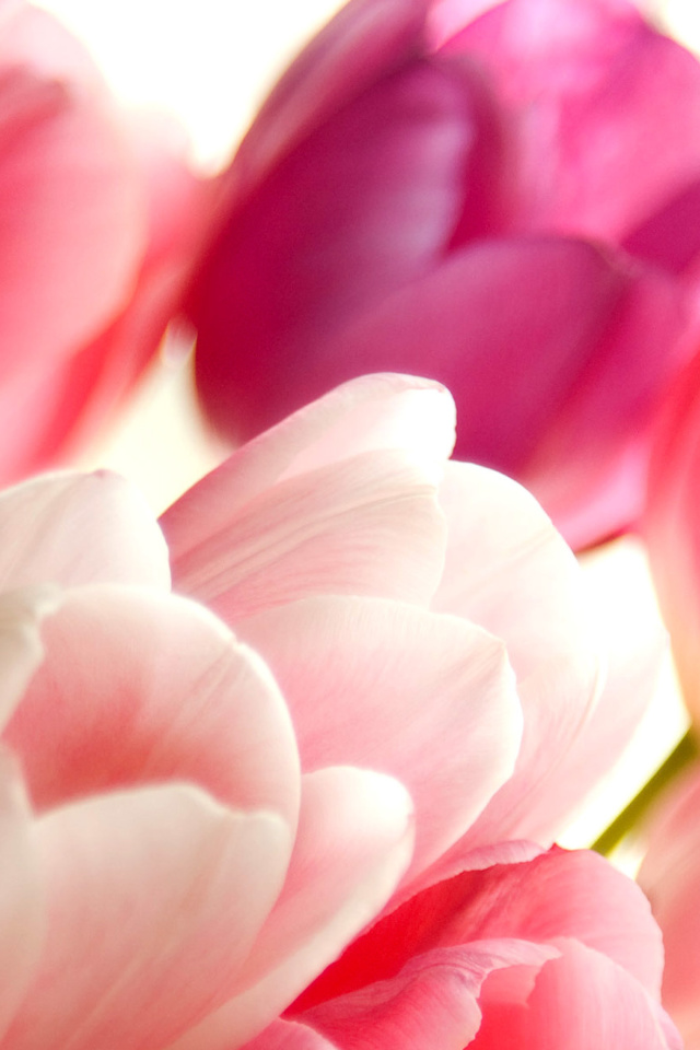 Das Delicate Tulips Macro Photo Wallpaper 640x960