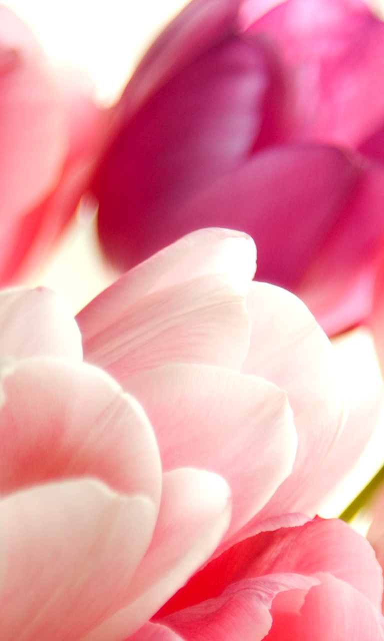 Das Delicate Tulips Macro Photo Wallpaper 768x1280