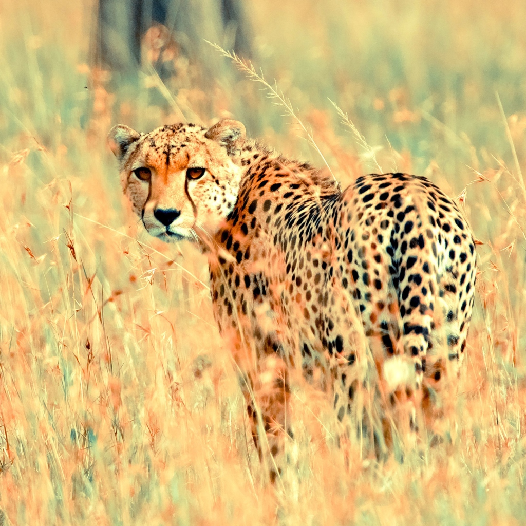 Fondo de pantalla Beautiful Cheetah 1024x1024