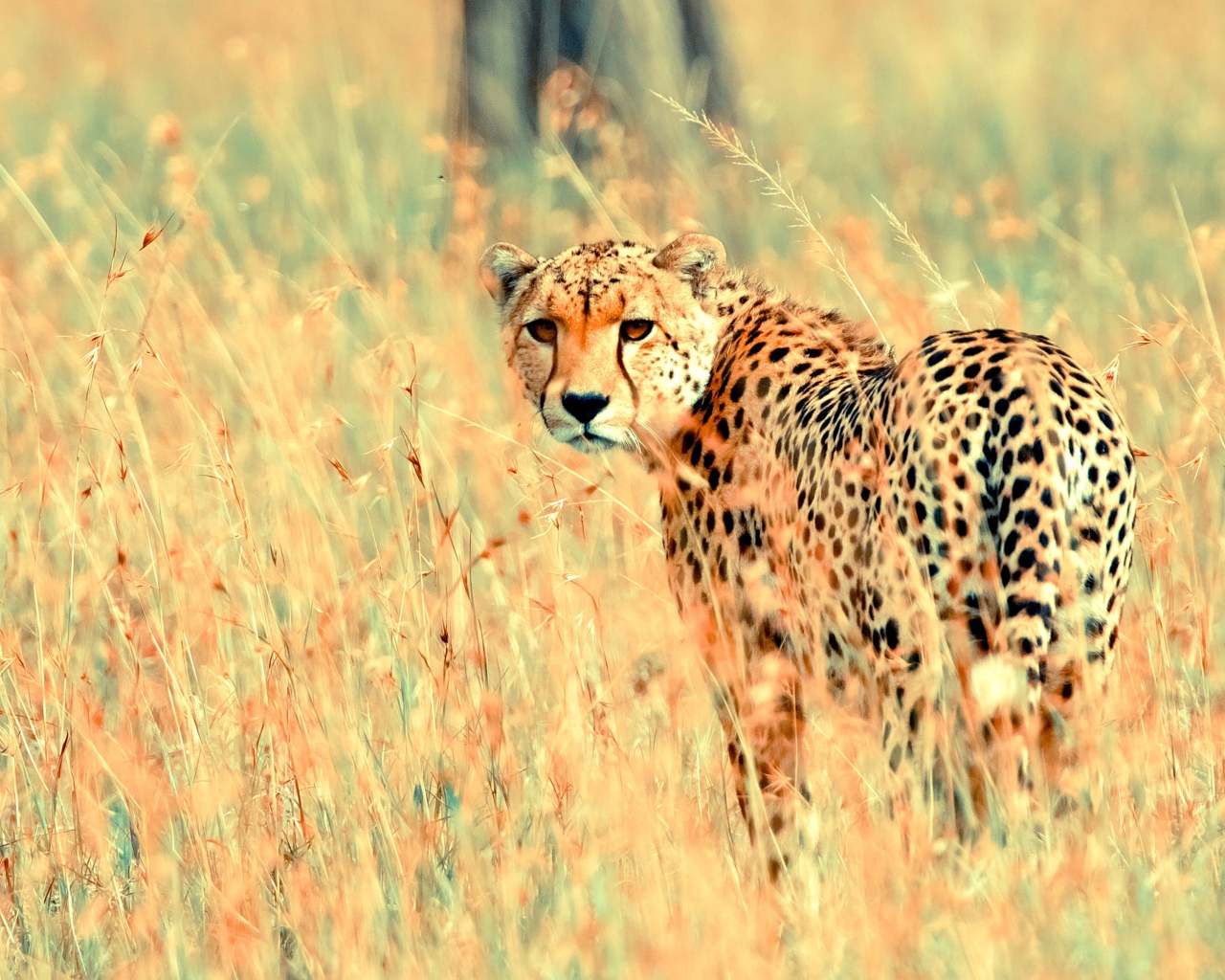 Screenshot №1 pro téma Beautiful Cheetah 1280x1024