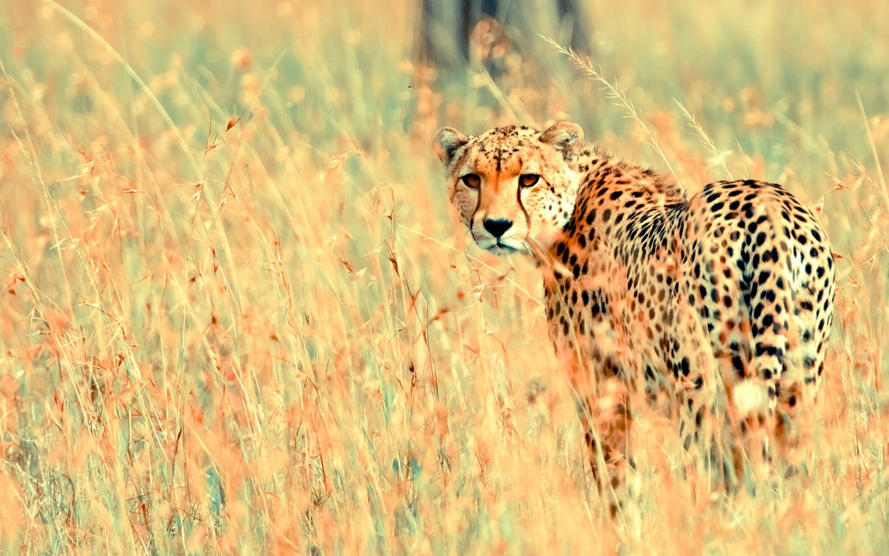 Das Beautiful Cheetah Wallpaper 1280x800