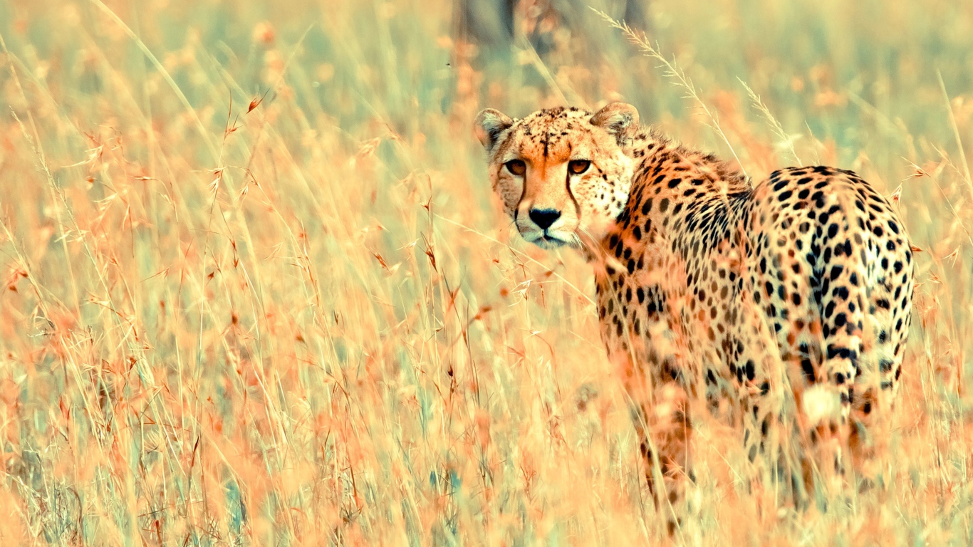 Beautiful Cheetah wallpaper 1366x768