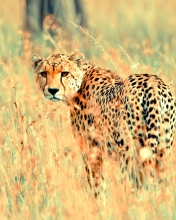 Обои Beautiful Cheetah 176x220