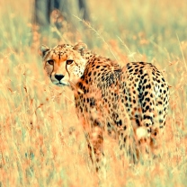 Beautiful Cheetah screenshot #1 208x208