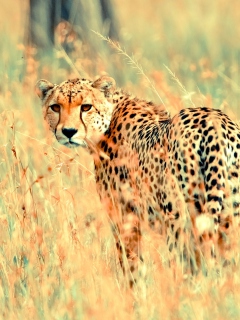Das Beautiful Cheetah Wallpaper 240x320