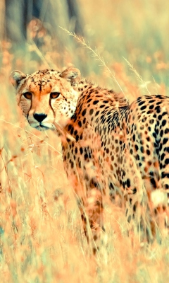 Обои Beautiful Cheetah 240x400