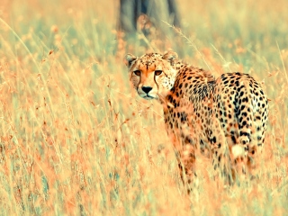 Das Beautiful Cheetah Wallpaper 320x240