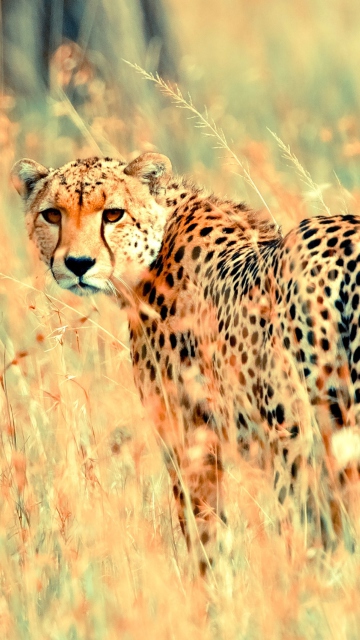 Das Beautiful Cheetah Wallpaper 360x640