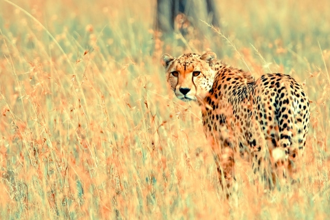 Das Beautiful Cheetah Wallpaper 480x320
