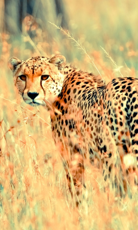 Screenshot №1 pro téma Beautiful Cheetah 480x800