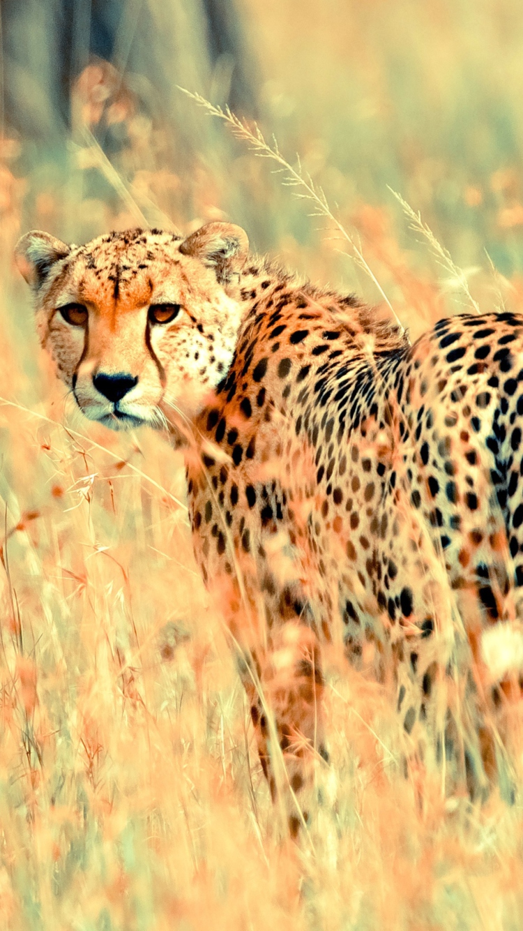 Beautiful Cheetah screenshot #1 750x1334