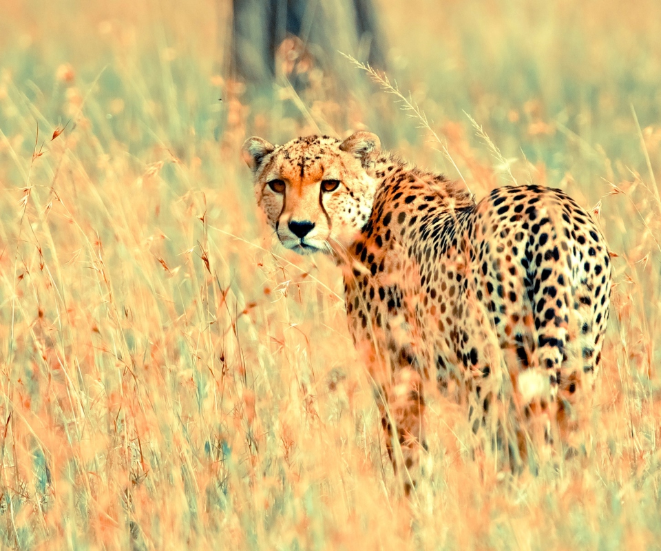 Fondo de pantalla Beautiful Cheetah 960x800