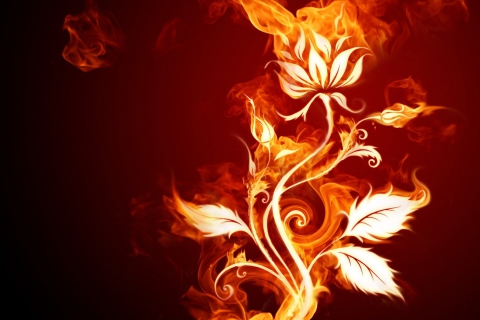 Fondo de pantalla Fire Flower 480x320