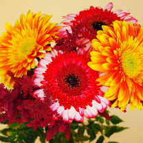 Sfondi Gerbera Wedding Bouquet 208x208