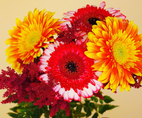 Fondo de pantalla Gerbera Wedding Bouquet 480x400