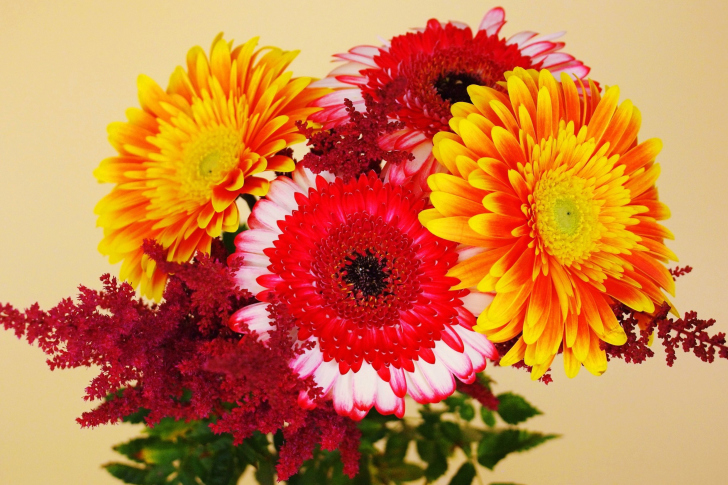 Fondo de pantalla Gerbera Wedding Bouquet