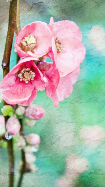 Spring Flowers Vintage Effect wallpaper 360x640