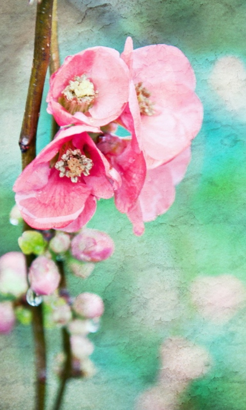 Spring Flowers Vintage Effect screenshot #1 480x800
