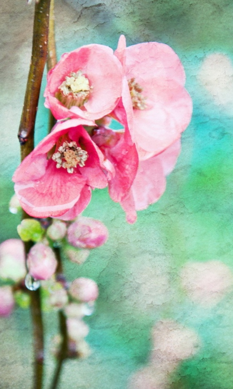 Fondo de pantalla Spring Flowers Vintage Effect 480x800