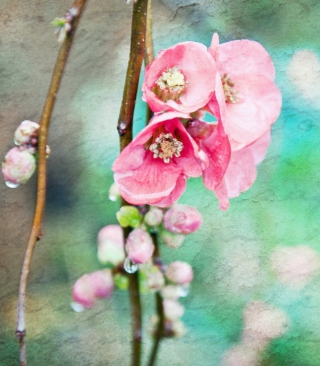 Spring Flowers Vintage Effect sfondi gratuiti per 320x480