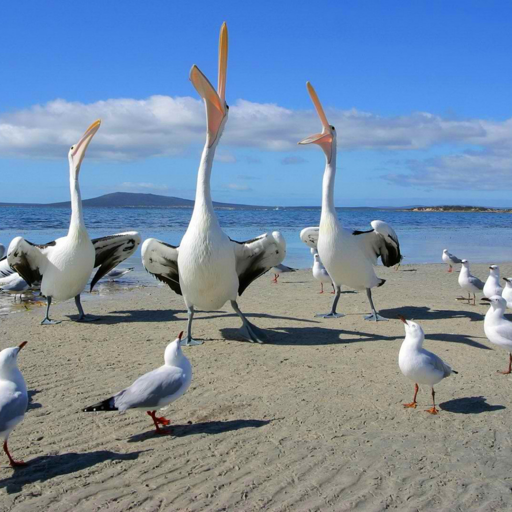Seagulls And Pelicans wallpaper 1024x1024