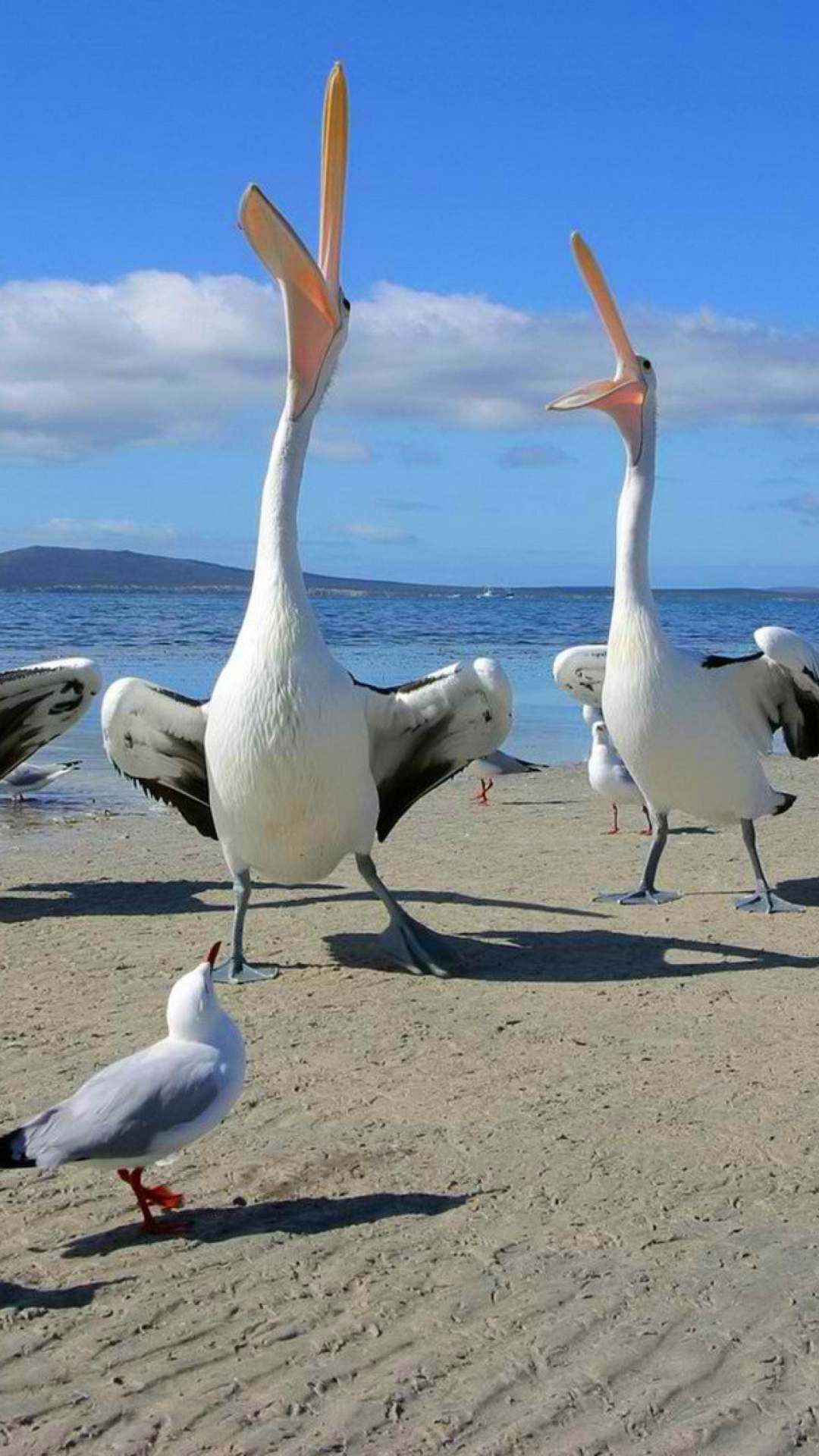 Обои Seagulls And Pelicans 1080x1920