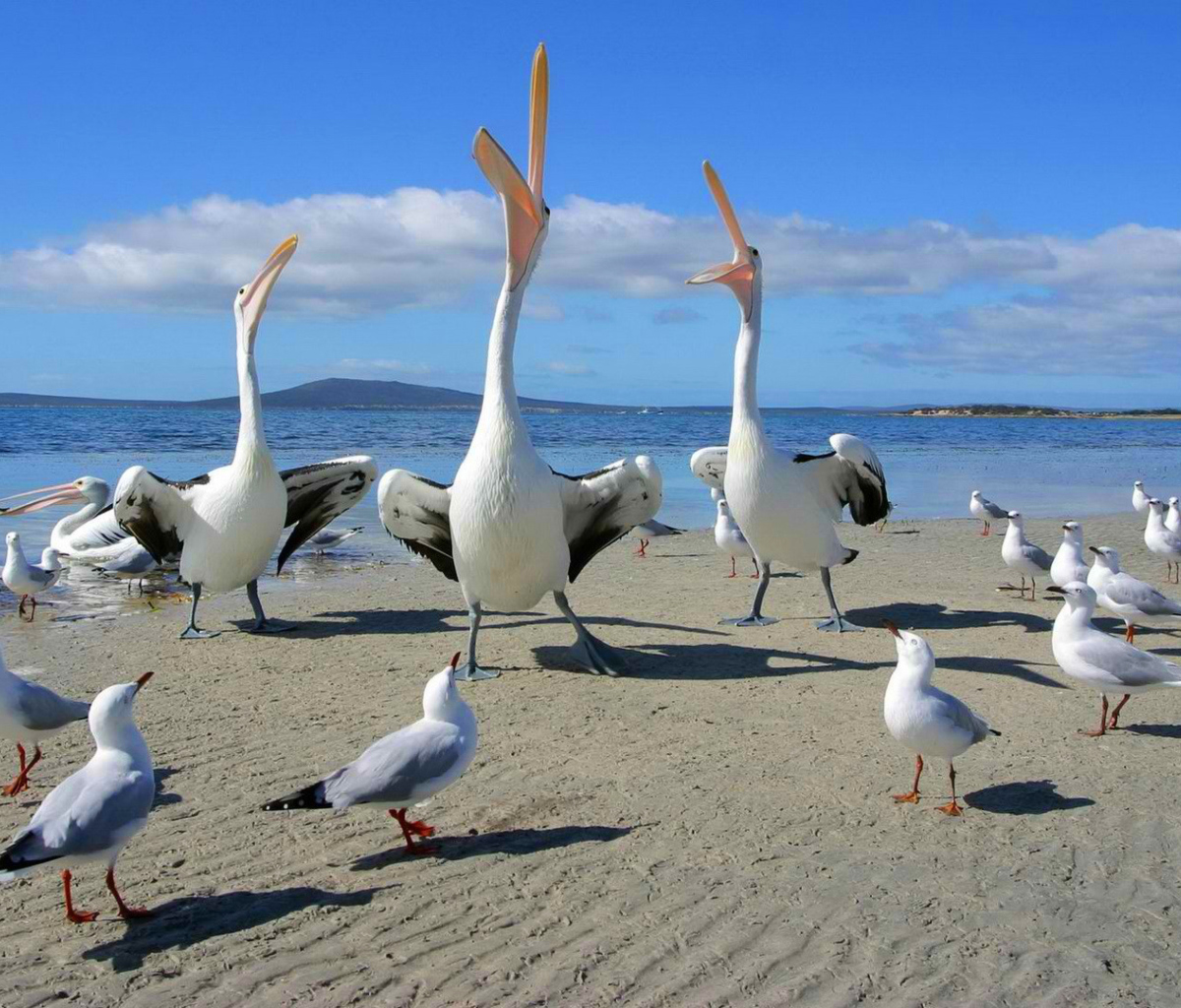 Обои Seagulls And Pelicans 1200x1024