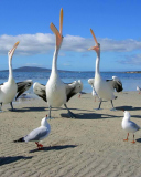Обои Seagulls And Pelicans 128x160