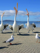 Обои Seagulls And Pelicans 132x176