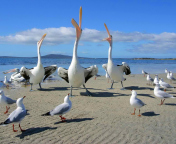 Fondo de pantalla Seagulls And Pelicans 176x144