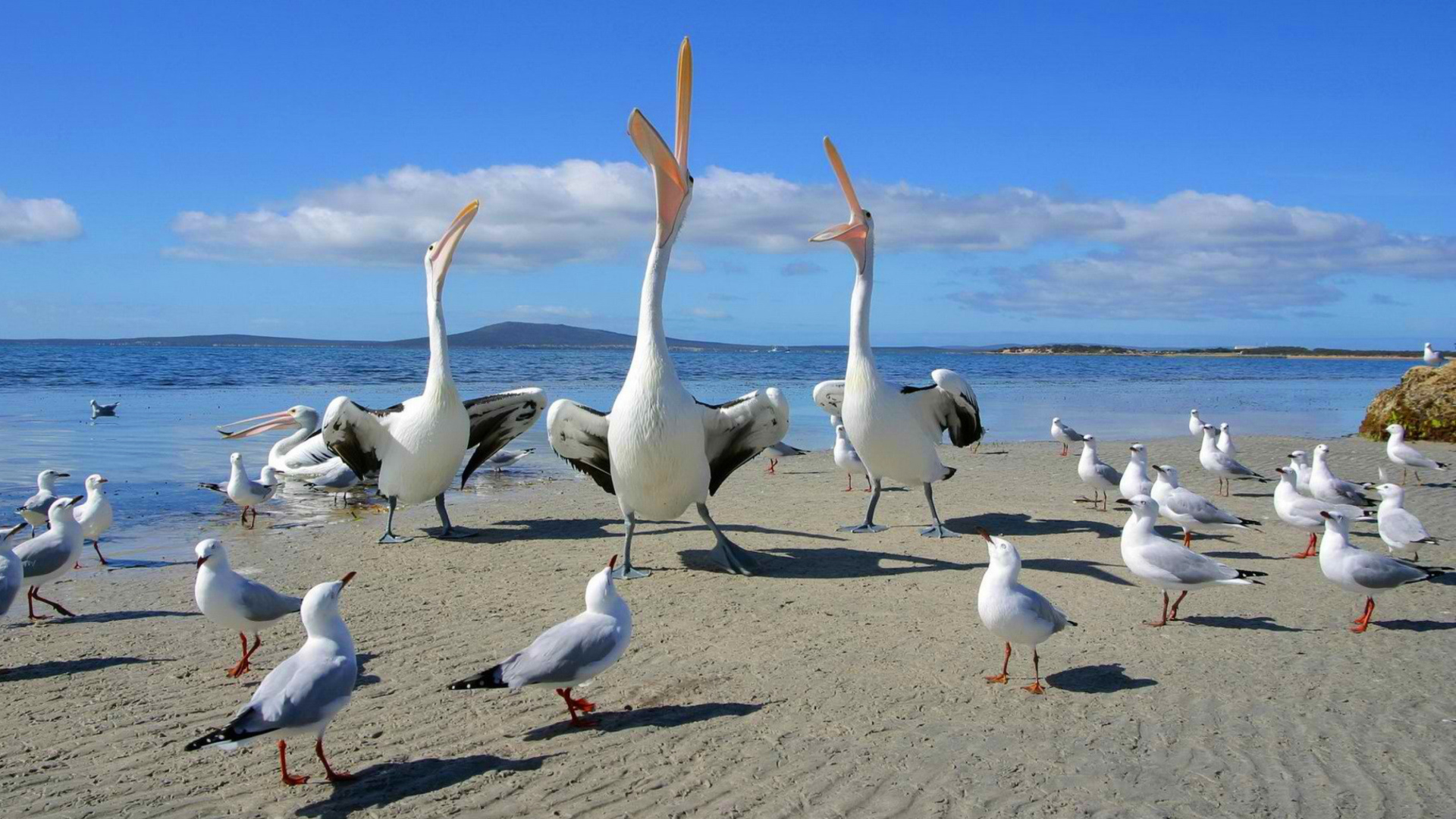 Sfondi Seagulls And Pelicans 1920x1080