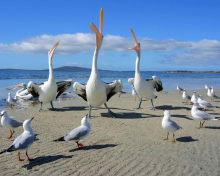 Das Seagulls And Pelicans Wallpaper 220x176