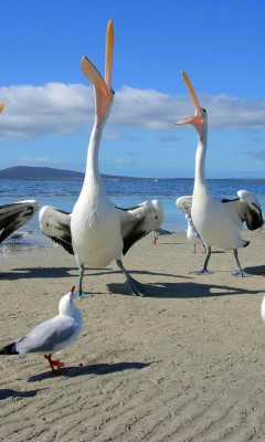 Обои Seagulls And Pelicans 240x400