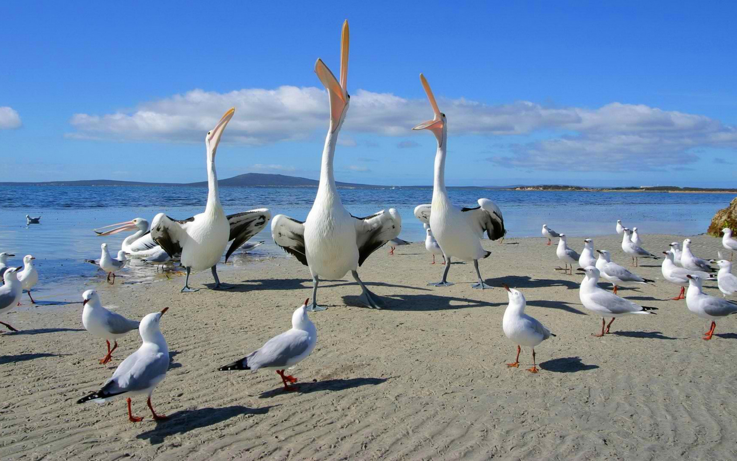 Das Seagulls And Pelicans Wallpaper 2560x1600