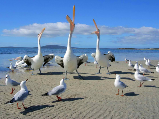 Fondo de pantalla Seagulls And Pelicans 320x240