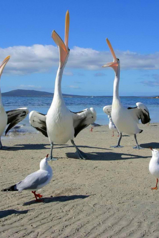 Seagulls And Pelicans wallpaper 320x480