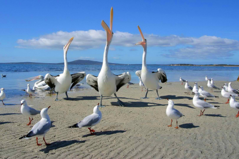 Das Seagulls And Pelicans Wallpaper 480x320
