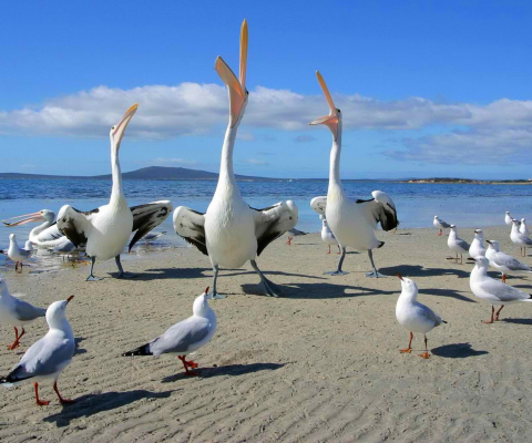 Das Seagulls And Pelicans Wallpaper 480x400