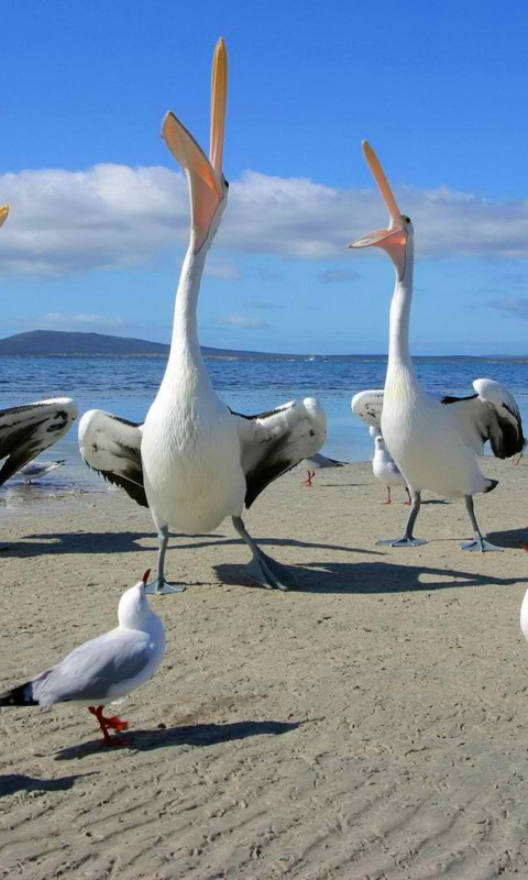 Seagulls And Pelicans wallpaper 480x800