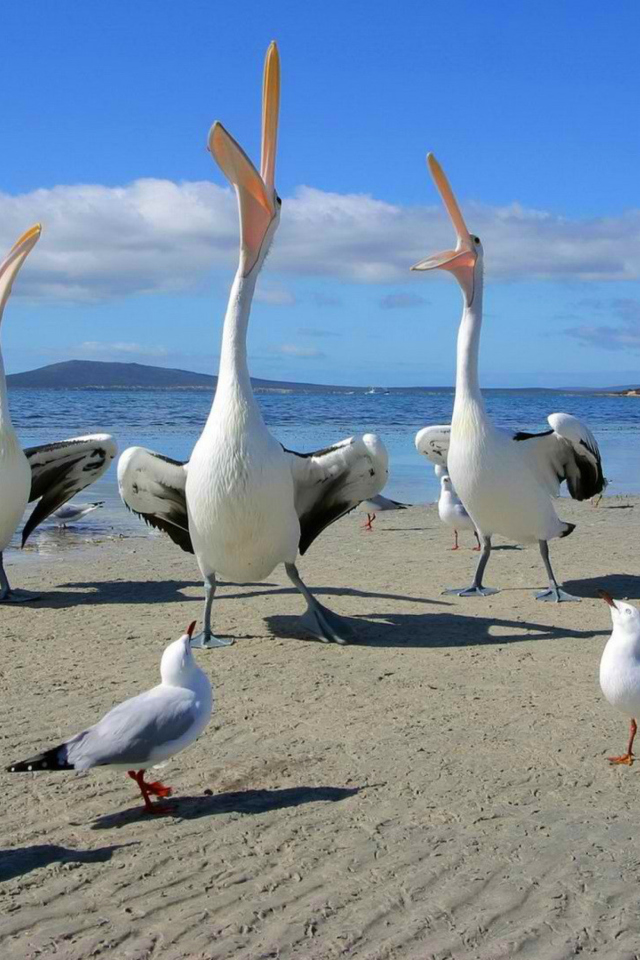 Seagulls And Pelicans wallpaper 640x960