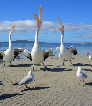 Seagulls And Pelicans sfondi gratuiti per iPhone 6 Plus