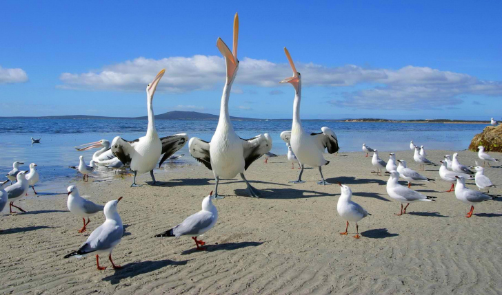 Das Seagulls And Pelicans Wallpaper