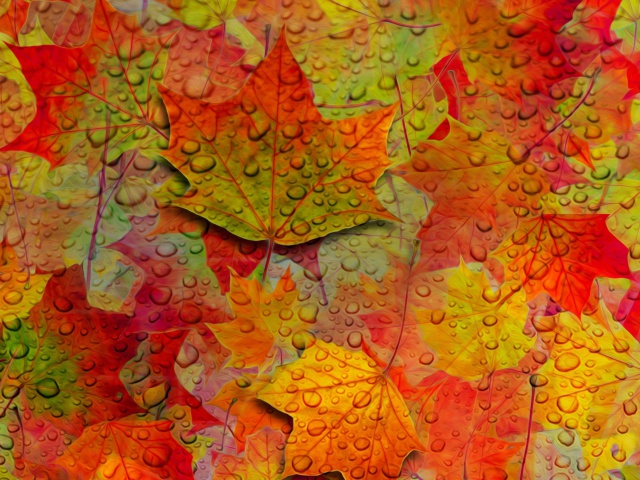 Das Abstract Fall Leaves Wallpaper 640x480