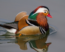 Sfondi Mandarin Duck 220x176