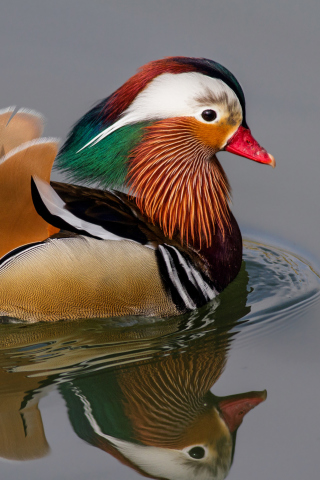 Screenshot №1 pro téma Mandarin Duck 320x480