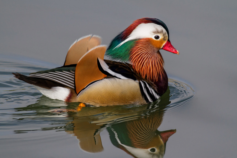 Обои Mandarin Duck 480x320