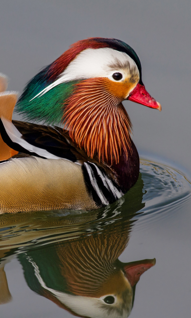 Mandarin Duck wallpaper 768x1280