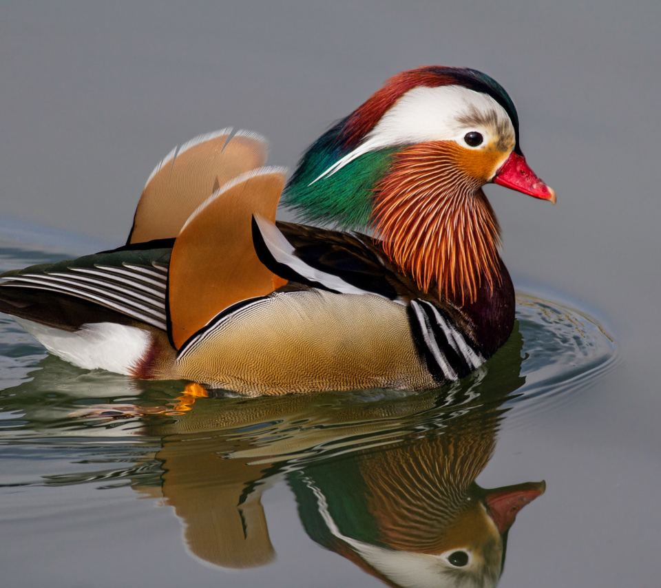 Sfondi Mandarin Duck 960x854