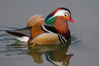 Mandarin Duck Background for Android, iPhone and iPad