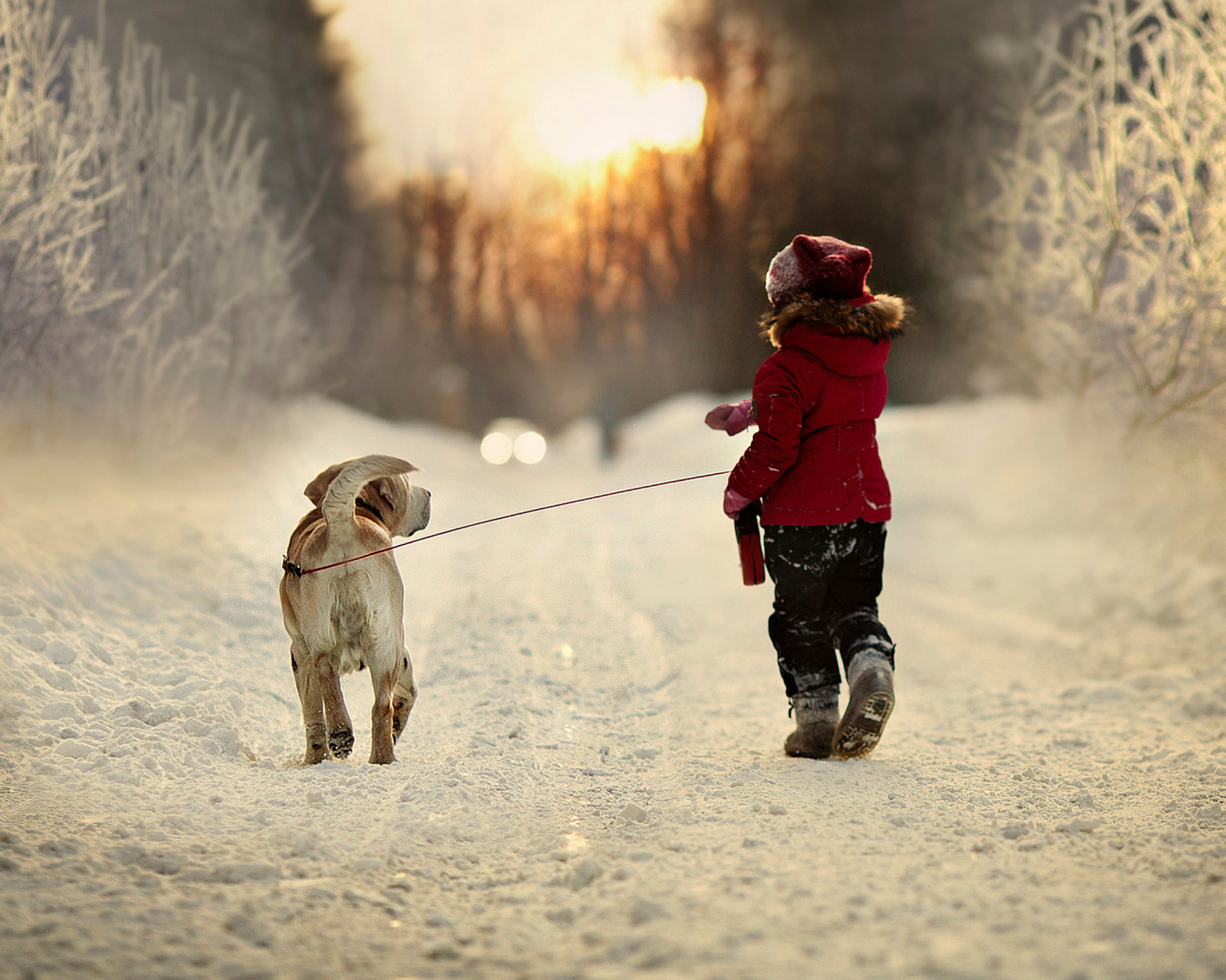 Winter Walking with Dog wallpaper 1600x1280